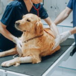Animalul tău ascunde durerea: semne subtile care pot indica o urgență veterinară