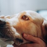 Cum recunoști durerea oculară la animăluțe