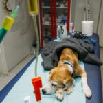 Recuperarea după o intervenție chirurgicală de urgență: sfaturi și recomandări pentru proprietarii de animale