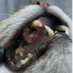 Tumorile orale la animale: semne timpurii pe care le poți observa acasă