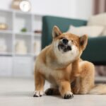 De ce se scarpină constant câinele sau pisica ta? Cauze frecvente și când să mergi la veterinar